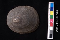 藏品(龜甲笠螺)的圖片