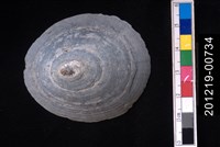 藏品(龜甲笠螺)的圖片