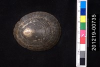 藏品(龜甲笠螺)的圖片