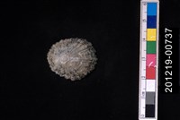 藏品(笠螺)的圖片