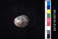 藏品(笠螺)的圖片