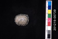 藏品(笠螺)的圖片