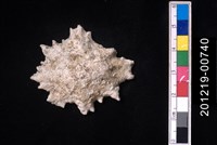 藏品(笠螺)的圖片