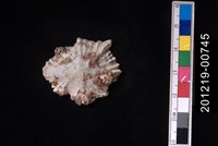 藏品(星笠螺)的圖片