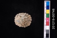 藏品(笠螺)的圖片