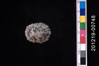 藏品(笠螺)的圖片