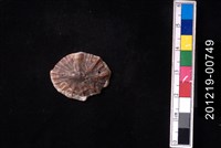 藏品(笠螺)的圖片