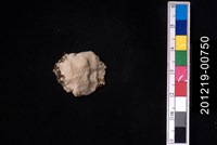 藏品(笠螺)的圖片