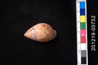 藏品(豹耳螺)的圖片