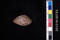 藏品(豹耳螺)的圖片