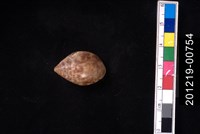 藏品(豹耳螺)的圖片