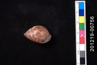 藏品(豹耳螺)的圖片