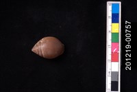 藏品(豹耳螺)的圖片