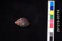 藏品(豹耳螺)的圖片