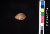 藏品(豹耳螺)的圖片