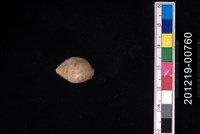 藏品(豹耳螺)的圖片