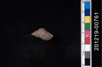 藏品(粗紋玉黍螺)的圖片