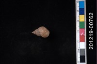 藏品(粗紋玉黍螺)的圖片