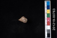 藏品(粗紋玉黍螺)的圖片