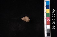 藏品(粗紋玉黍螺)的圖片