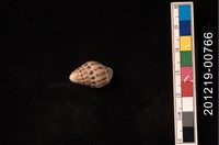 藏品(貝殼)的圖片