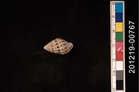 藏品(貝殼)的圖片