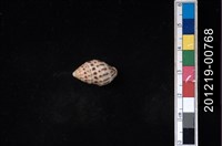 藏品(貝殼)的圖片