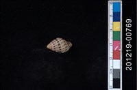 藏品(貝殼)的圖片