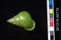 藏品(綠巴布亞樹蝸)的圖片