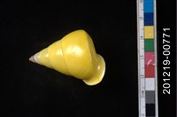 藏品(綠巴布亞樹蝸)的圖片