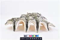 藏品(長硨磲蛤)的圖片