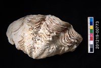 藏品(長硨磲蛤)的圖片