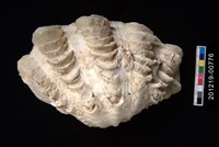 藏品(鱗硨磲蛤)的圖片