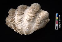 藏品(鱗硨磲蛤)的圖片