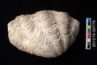 藏品(圓硨磲蛤)的圖片