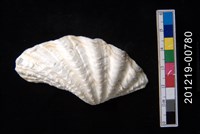 藏品(圓硨磲蛤)的圖片