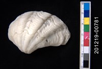 藏品(圓硨磲蛤)的圖片