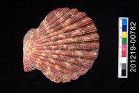 藏品(油畫海扇蛤)的圖片