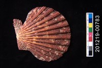 藏品(油畫海扇蛤)的圖片