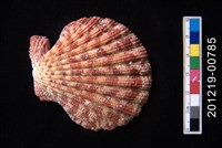 藏品(油畫海扇蛤)的圖片