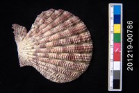 藏品(油畫海扇蛤)的圖片