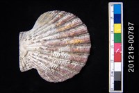 藏品(油畫海扇蛤)的圖片