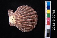 藏品(油畫海扇蛤)的圖片