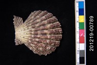 藏品(油畫海扇蛤)的圖片