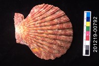 藏品(油畫海扇蛤)的圖片