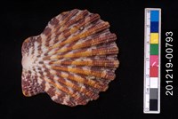 藏品(油畫海扇蛤)的圖片