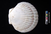 藏品(蝦夷海扇蛤)的圖片