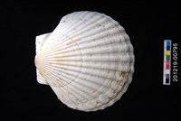 藏品(蝦夷海扇蛤)的圖片