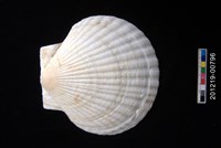 藏品(蝦夷海扇蛤)的圖片