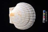 藏品(蝦夷海扇蛤)的圖片